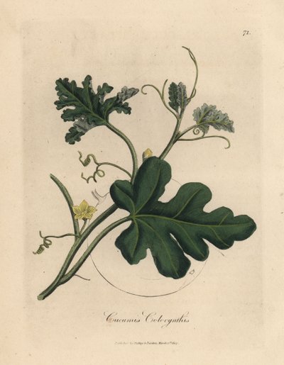 Gelbblühende Bittergurke, Cucumis colocynthis von James Sowerby