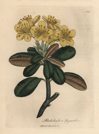 Gelbblühender Rhododendron, Rhododendron chrysanthemum von James Sowerby