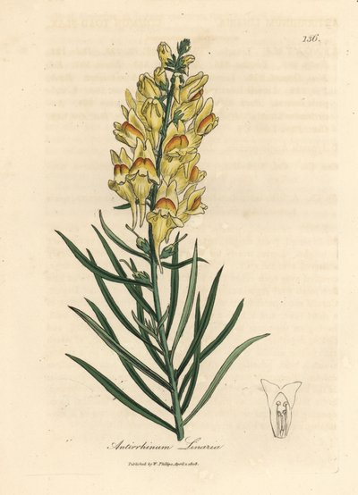 Gelbblühender Löwenmaul, Antirrhinum linaria von James Sowerby