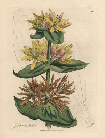 Gelber Enzian, Gentiana lutea von James Sowerby