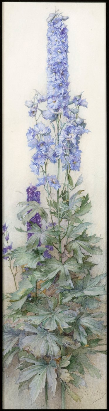 Rittersporn, ca. 1920 von James Valentine Jelley