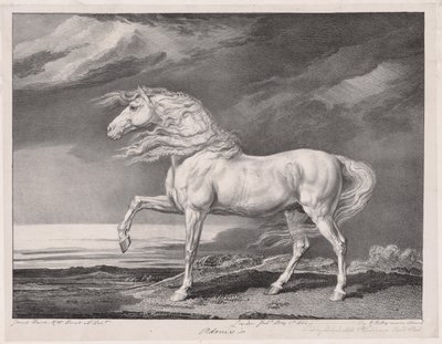 Vierzehn berühmte Pferde: Adonis von James Ward