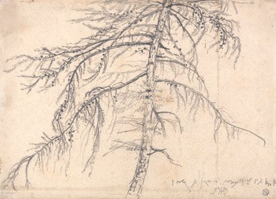 Lärchenbaum von James Ward