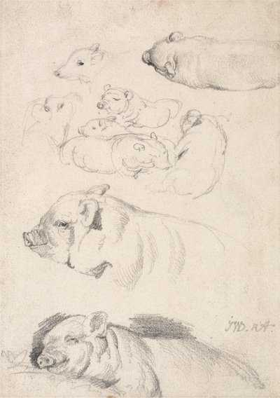 Studien von Schweinen von James Ward