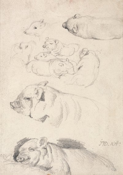 Studien von Schweinen von James Ward