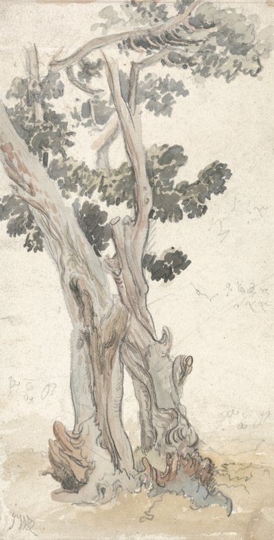 Studie eines Baums von James Ward