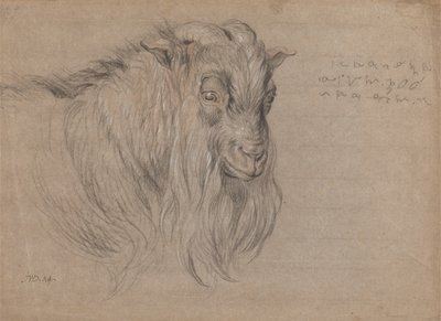 Studie des Kopfes eines Widders von James Ward