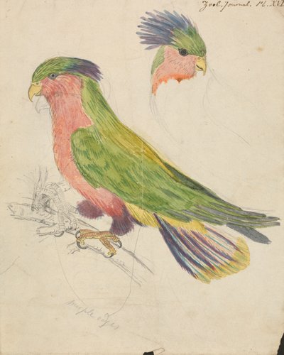 Ein Kakadu von James de Carle Sowerby