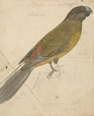 Ein Papagei von James de Carle Sowerby