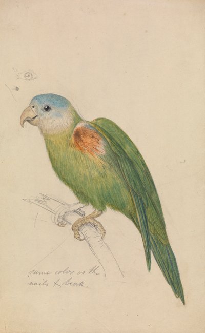 Ein Papagei von James de Carle Sowerby