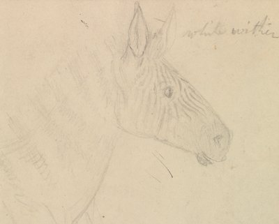 Zebra von James de Carle Sowerby