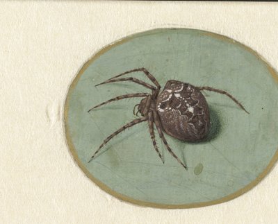 Spinne von Jan Augustin van der Goes