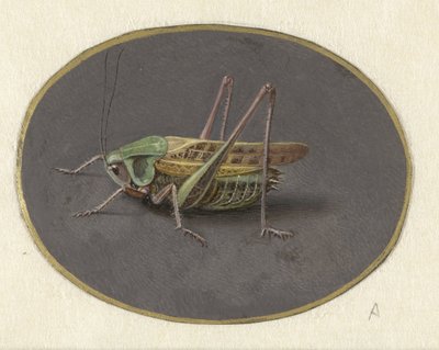Heuschrecke von Jan Augustin van der Goes