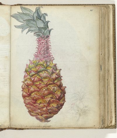 Ananas von Jan Brandes