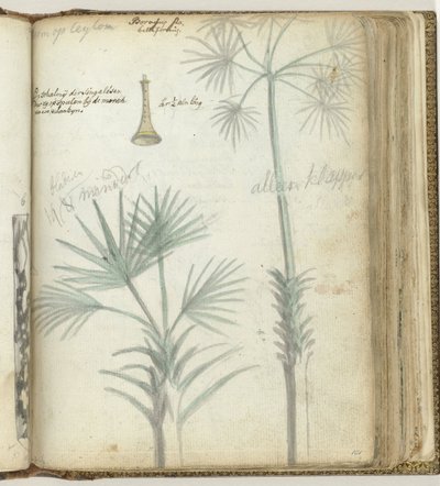 Baum auf Ceylon. Singhalesische Schalmei von Jan Brandes