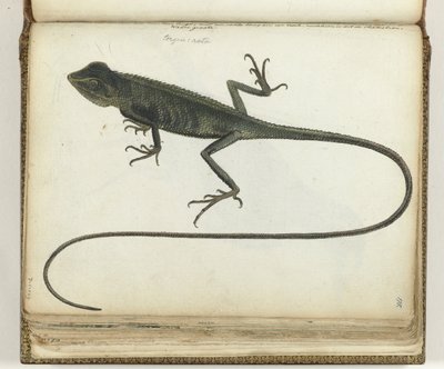 Baumeidechse von Jan Brandes