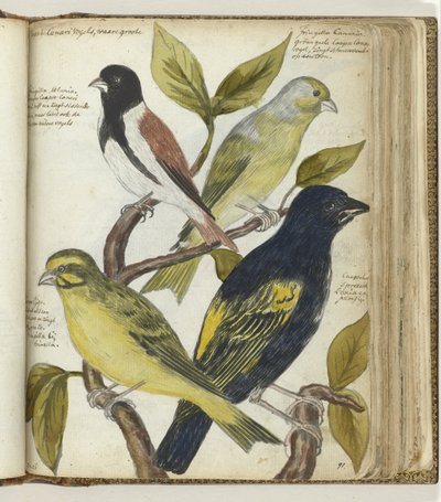 Vögel vom Kap von Jan Brandes