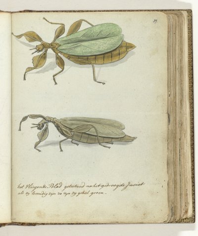 Das fliegende Blatt von Jan Brandes