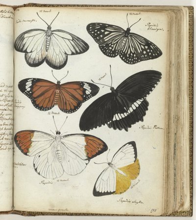Indische Schmetterlinge von Jan Brandes