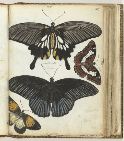 Indische Schmetterlinge von Jan Brandes