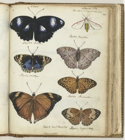 Indische Schmetterlinge von Jan Brandes