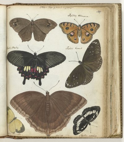 Indische Schmetterlinge von Jan Brandes