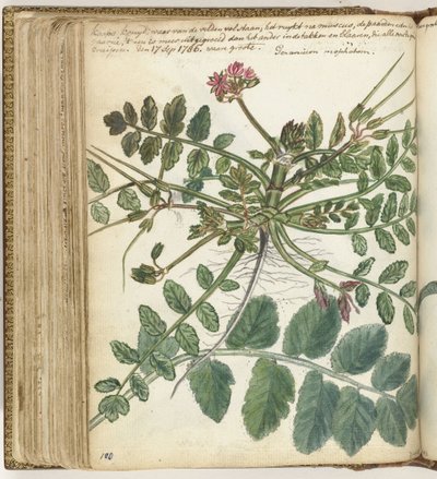 Kap-Weidekraut von Jan Brandes