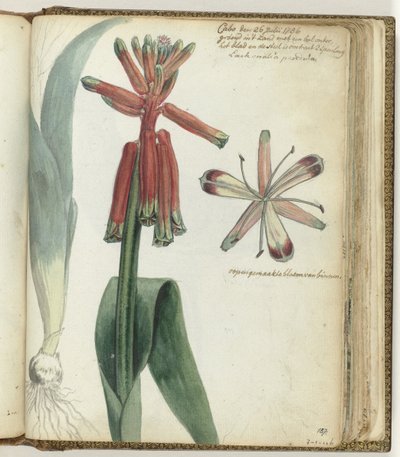 Kapblume von Jan Brandes