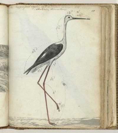 Kap-Sumpfvogel von Jan Brandes