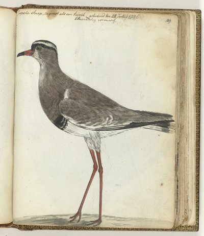 Kap-Schnepfe von Jan Brandes