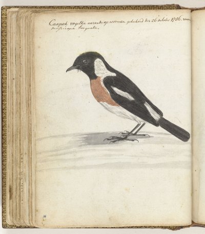 Kapvogel von Jan Brandes