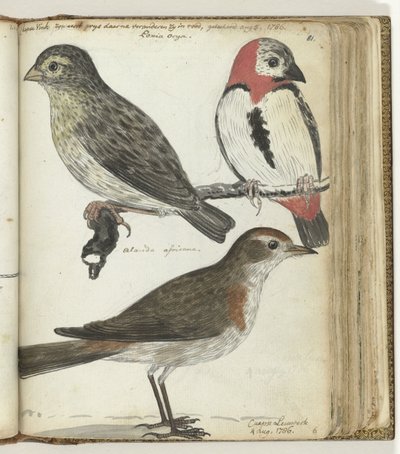 Kapvögel von Jan Brandes