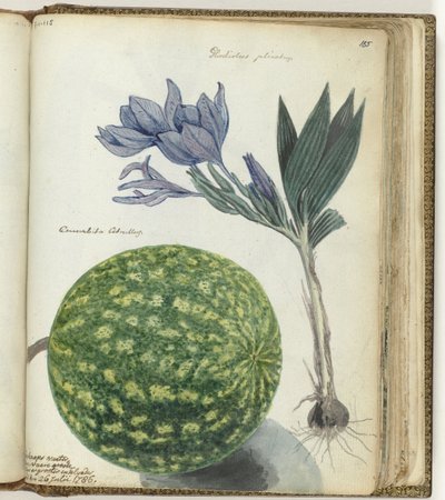 Kap-Wassermelone und Gladiole von Jan Brandes