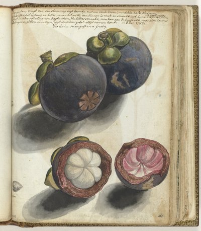 Mangostan von Jan Brandes