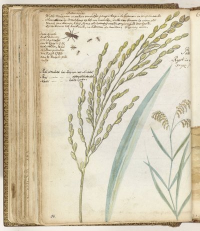 Ameisen und Reis von Jan Brandes