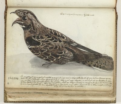 Nachtschwalbe von Jan Brandes