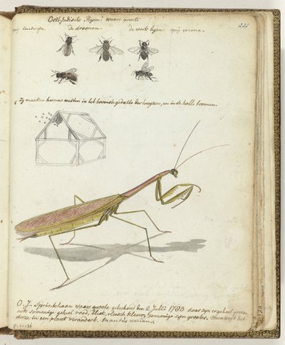 Ostindische Bienen und Heuschrecke von Jan Brandes