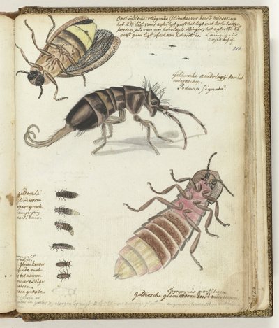 Ostindische und Gelderse Glühwürmchen von Jan Brandes