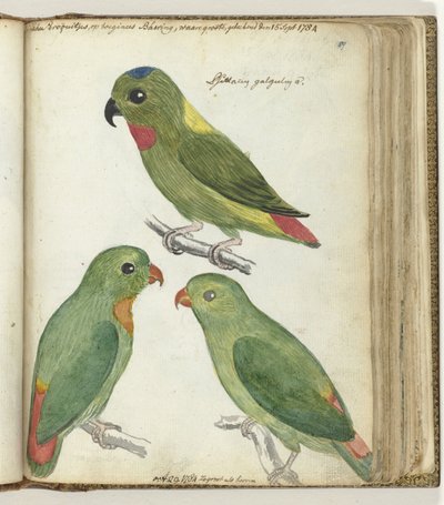 Ostindische Sittiche von Jan Brandes