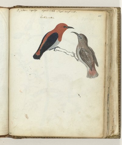 Ostindischer Vogel von Jan Brandes