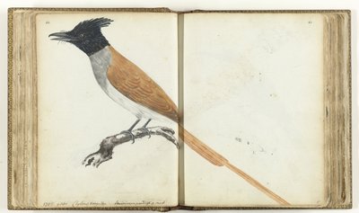 Paradiesfliegenschnäpper von Jan Brandes