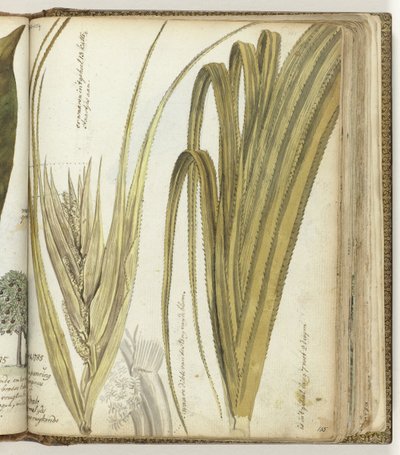Poedak, Ostindische Blume von Jan Brandes