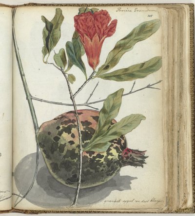 Granatapfel von Jan Brandes