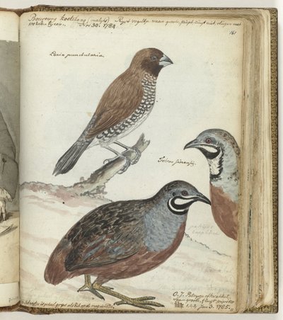 Reisvogel und ostindische Kiebitze von Jan Brandes