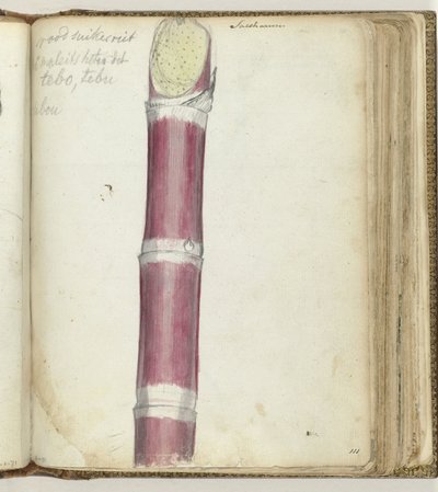 Rotes Zuckerrohr von Jan Brandes