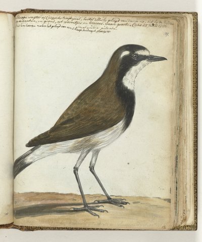 Schafvogel oder Kap-Nachtigall von Jan Brandes