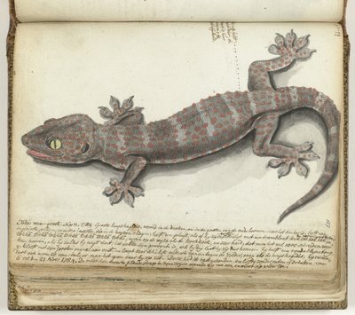 Tokeh von Jan Brandes