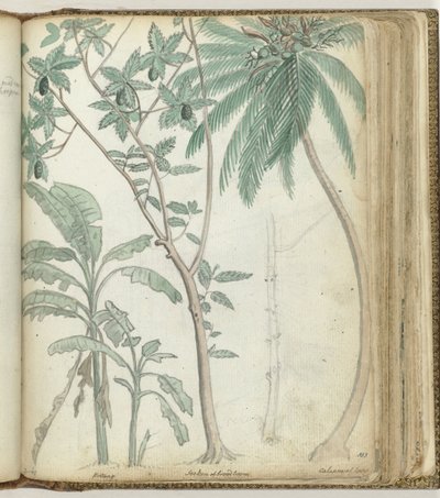 Tropische Bäume von Jan Brandes