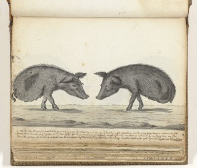 Schweine ohne Hinterbeine von Jan Brandes