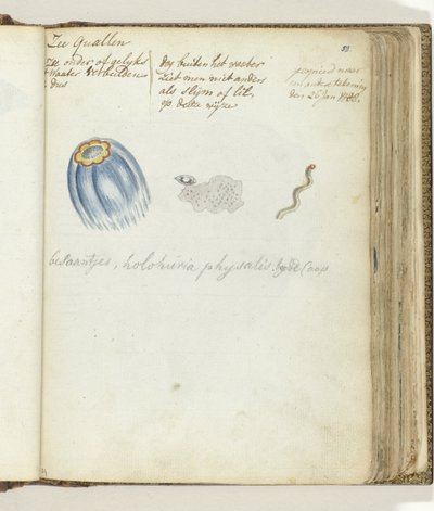 Quallen von Jan Brandes